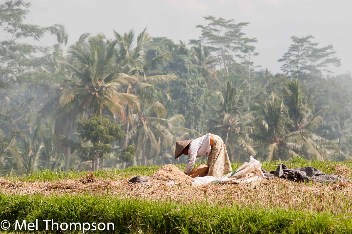 woman in rice field
